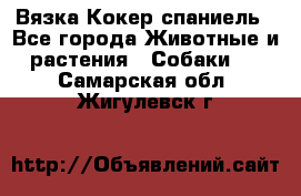 Вязка Кокер спаниель - Все города Животные и растения » Собаки   . Самарская обл.,Жигулевск г.